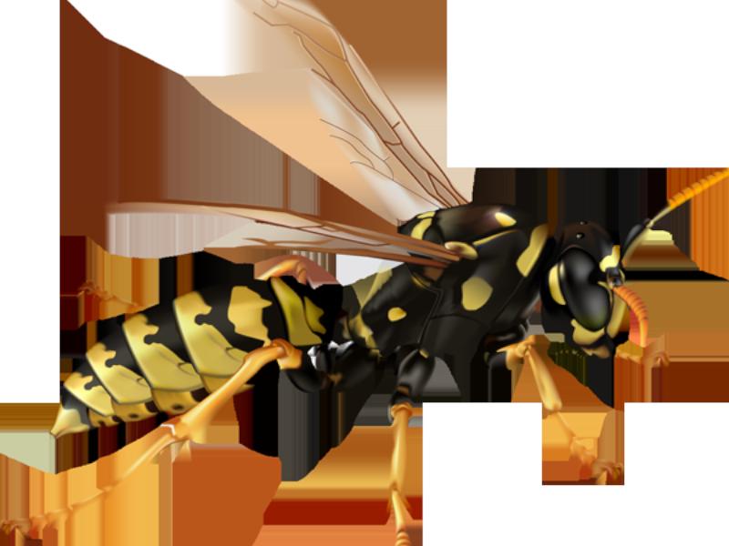 The Wasp Room