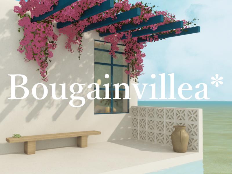 Bougainvillea∗